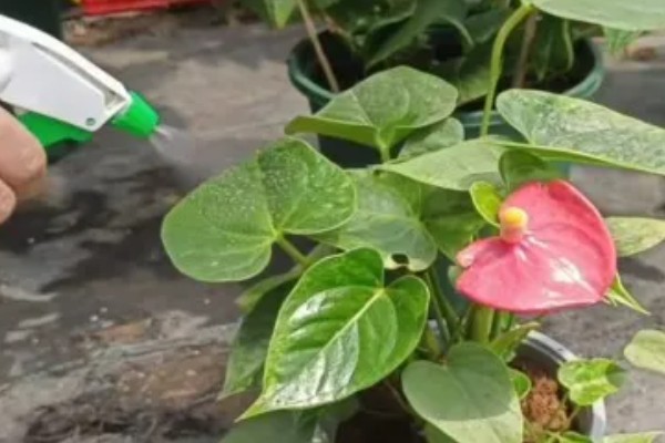 红掌叶子长黄斑的原因,可能是强光灼伤所致