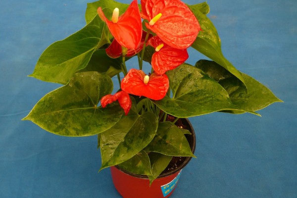 红掌叶子长黄斑的原因,可能是强光灼伤所致