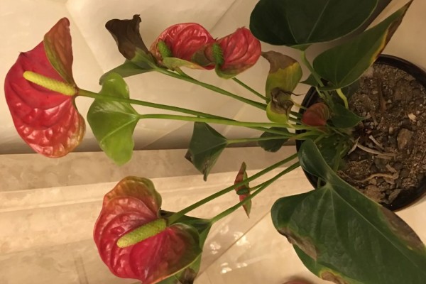 红掌叶子长黄斑的原因,可能是强光灼伤所致