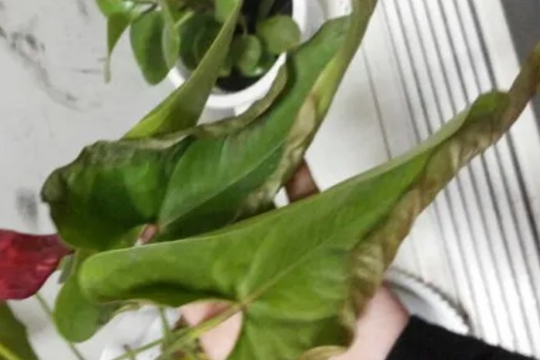 红掌叶子长黄斑的原因,可能是强光灼伤所致