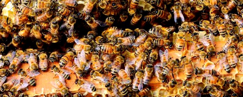 常见的昆虫养殖项目，推荐土元养殖、蝗虫养殖等