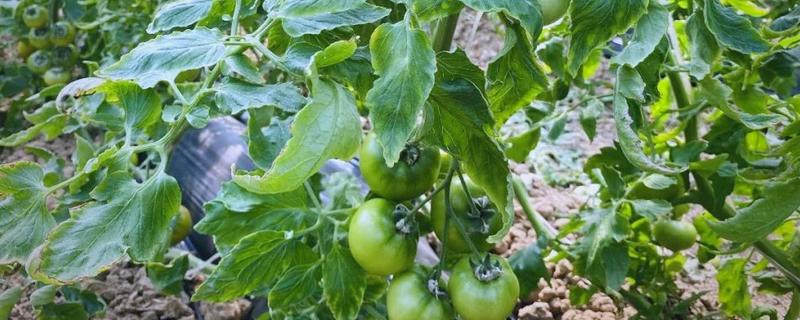 西红柿如何种植，适合种在肥沃且保水保肥力强的土壤中