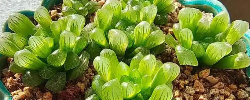 玉露可以长多大，可以长成直径为六厘米左右