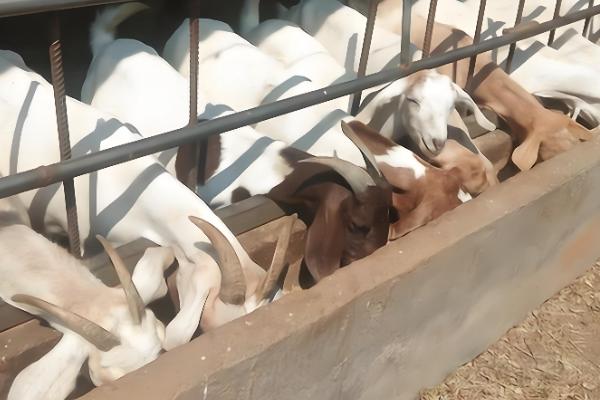 能不能用豆腐渣喂母羊，富含营养且饲喂后没有危害