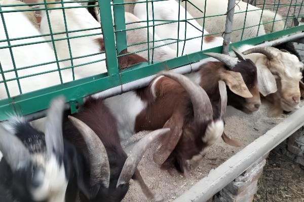 能不能用豆腐渣喂母羊，富含营养且饲喂后没有危害