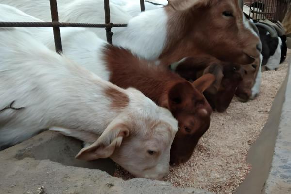 能不能用豆腐渣喂母羊，富含营养且饲喂后没有危害