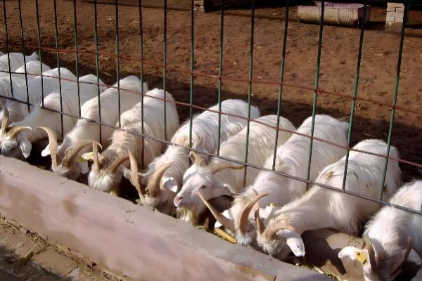 能不能用豆腐渣喂母羊，富含营养且饲喂后没有危害