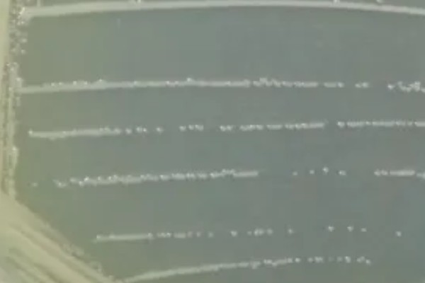 脱氧雪腐镰刀菌烯醇的副作用，会导致动物食欲下降、体重减轻等