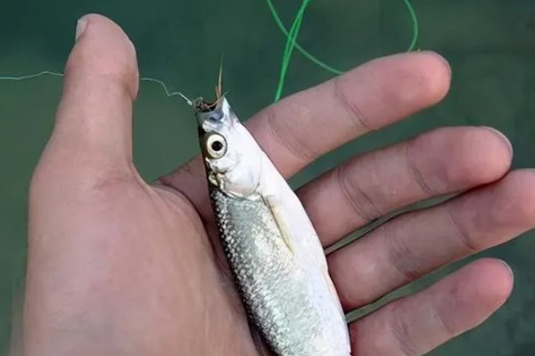 用几号金袖钩钓白条，可用2-3号金袖钩