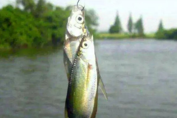 用几号金袖钩钓白条，可用2-3号金袖钩