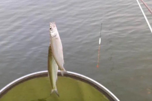 用几号金袖钩钓白条，可用2-3号金袖钩