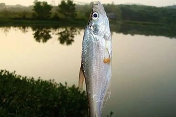 用几号金袖钩钓白条，可用2-3号金袖钩