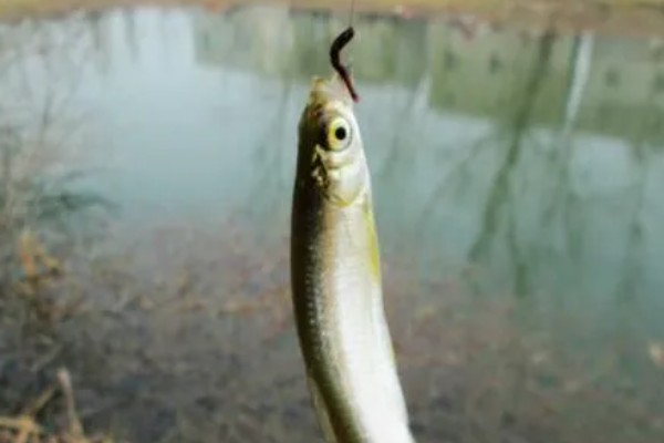 用几号金袖钩钓白条，可用2-3号金袖钩