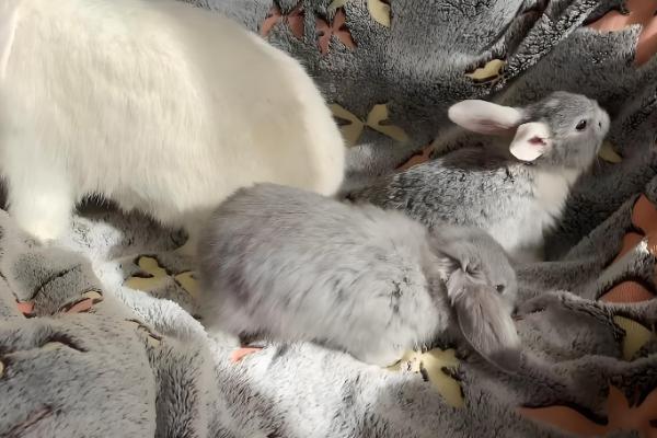 怎么提高幼兔的成活率,喂食要遵循少许多次的原则