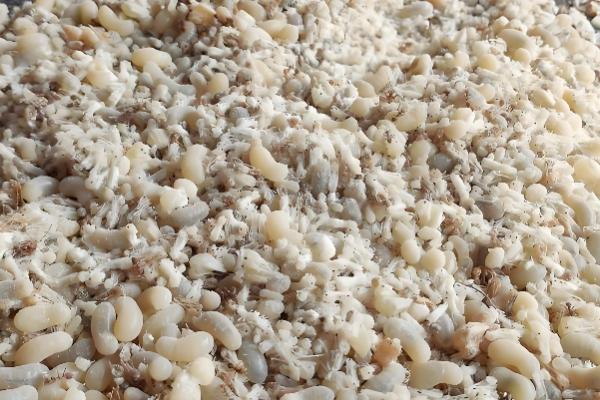 能不能用豆腐渣喂母羊，富含营养且饲喂后没有危害