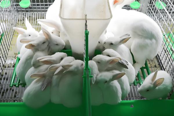 怎么提高幼兔的成活率,喂食要遵循少许多次的原则