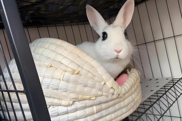 怎么提高幼兔的成活率,喂食要遵循少许多次的原则