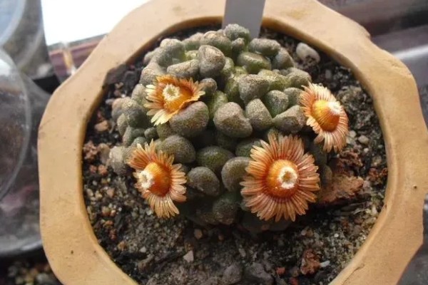 唐扇的养殖方法,每个月追施一次复合肥