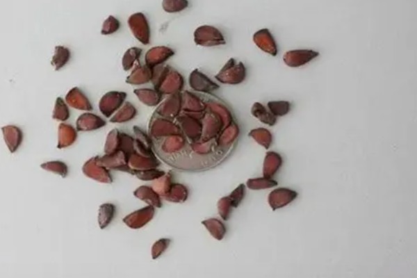 唐扇的养殖方法,每个月追施一次复合肥