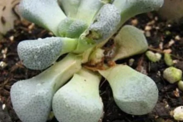 唐扇的养殖方法,每个月追施一次复合肥