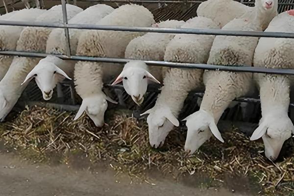 能不能用豆腐渣喂母羊，富含营养且饲喂后没有危害