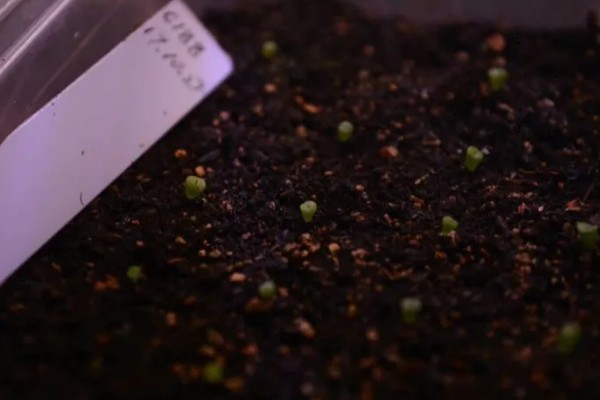 唐扇的养殖方法,每个月追施一次复合肥