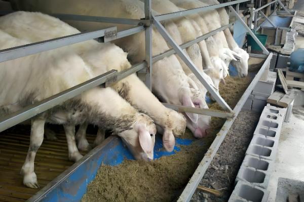 能不能用豆腐渣喂母羊，富含营养且饲喂后没有危害