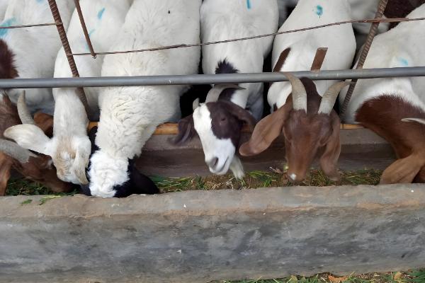 能不能用豆腐渣喂母羊，富含营养且饲喂后没有危害