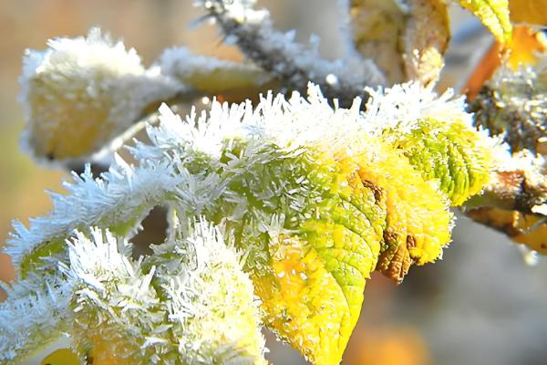大寒是不是最冷的节气,一般是小寒更冷