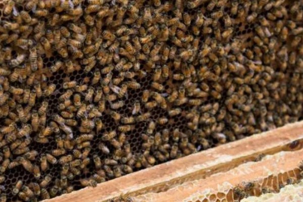 蜜蜂何时开始秋繁,南方地区一般为9-10月份