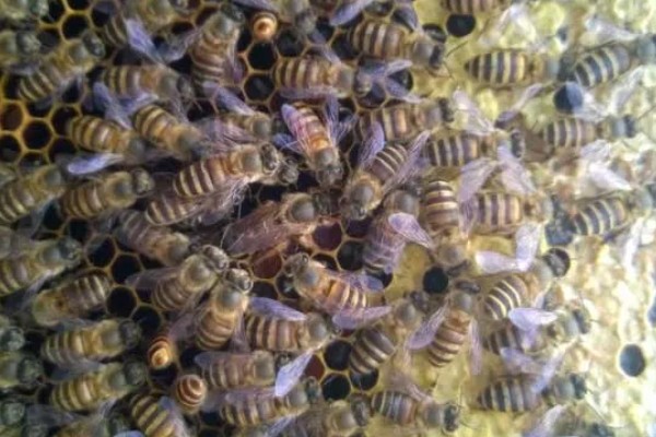 蜜蜂何时开始秋繁,南方地区一般为9-10月份