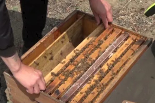 蜜蜂何时开始秋繁,南方地区一般为9-10月份