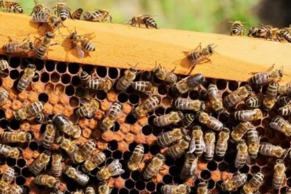 蜜蜂何时开始秋繁,南方地区一般为9-10月份