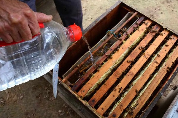 蜜蜂何时开始秋繁,南方地区一般为9-10月份