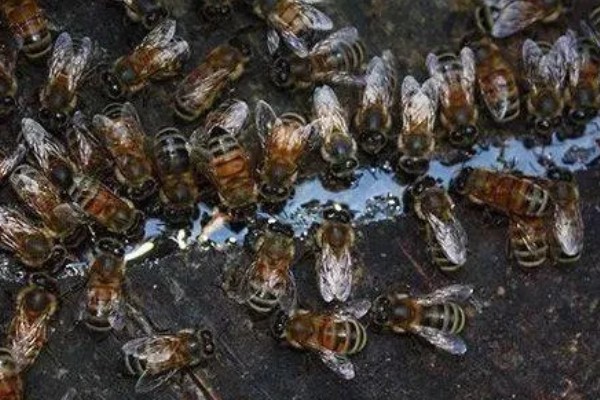 蜜蜂何时开始秋繁,南方地区一般为9-10月份