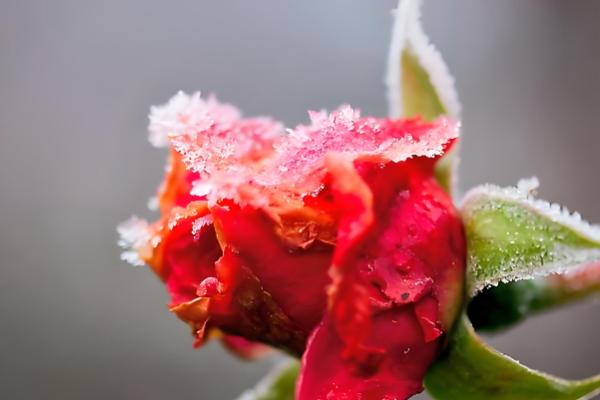 大寒是不是最冷的节气,一般是小寒更冷