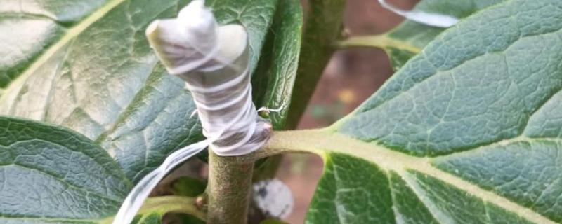 柿子树的嫁接方法，可以在春季时进行嫁接