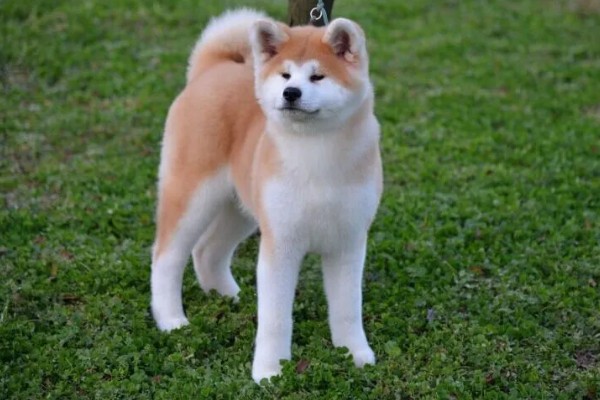 秋田狗的特性,其温顺忠诚、友善黏人等