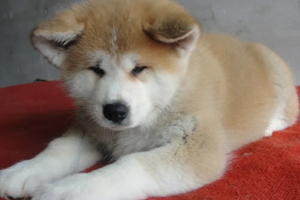 秋田狗的特性,其温顺忠诚、友善黏人等