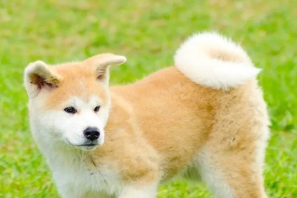 秋田狗的特性,其温顺忠诚、友善黏人等