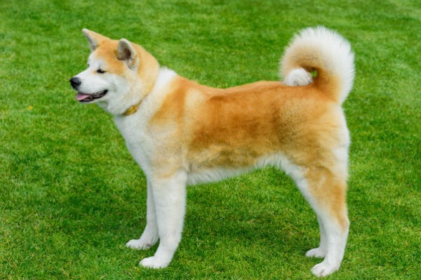 秋田狗的特性,其温顺忠诚、友善黏人等