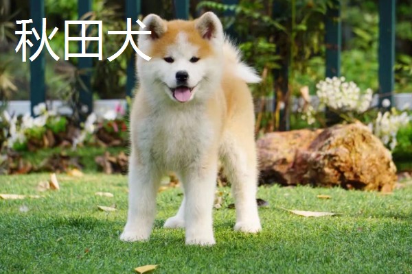 秋田狗的特性,其温顺忠诚、友善黏人等
