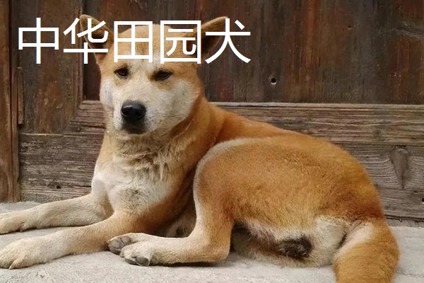 秋田狗的特性,其温顺忠诚、友善黏人等