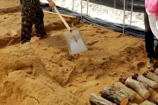 天麻怎么播种,将拌有种子的萌发菌撒在树叶上然后填沙