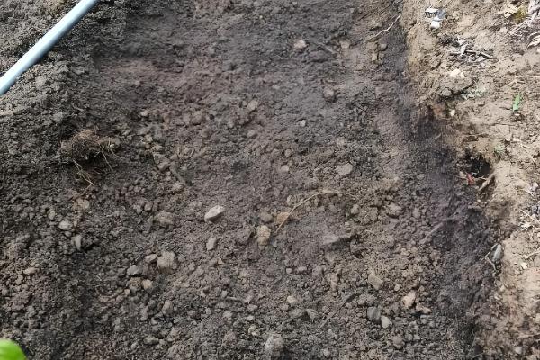 天麻怎么播种,将拌有种子的萌发菌撒在树叶上然后填沙