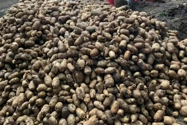 天麻怎么播种,将拌有种子的萌发菌撒在树叶上然后填沙