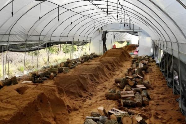 天麻怎么播种,将拌有种子的萌发菌撒在树叶上然后填沙