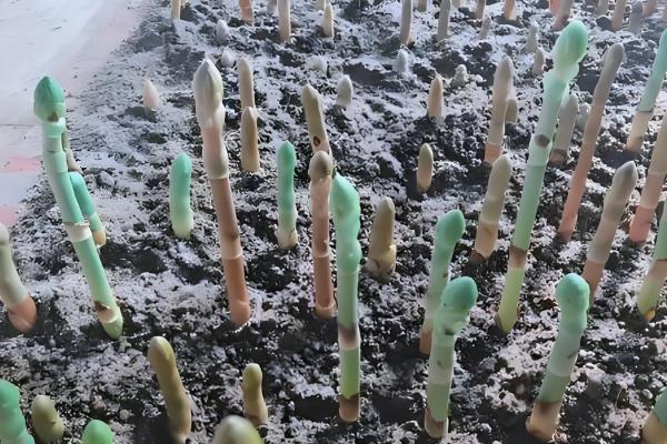 天麻怎么播种,将拌有种子的萌发菌撒在树叶上然后填沙