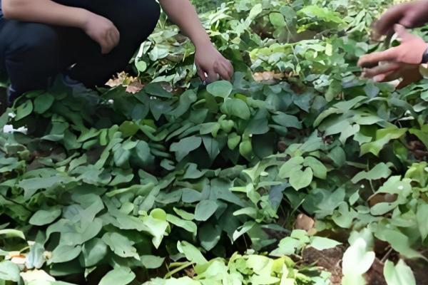 天麻怎么播种,将拌有种子的萌发菌撒在树叶上然后填沙