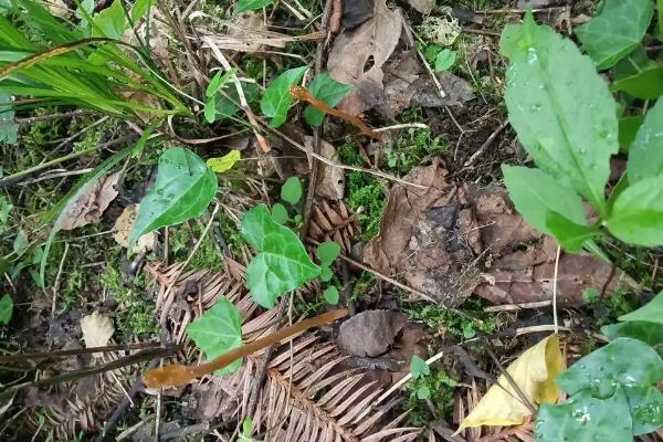 天麻怎么播种,将拌有种子的萌发菌撒在树叶上然后填沙